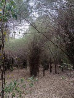 ขายที่ดินตำบลจรเข้สามพัน อำเภออู่ทอง จังหวัดสุพรรณบุรี เนื้อที่ 1 งาน 99 ตารางวา