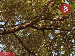 ขายที่ดินพร้อมสิ่งปลูกสร้าง เนื้อที่ 2 ไร่ 3 งาน 21.9 ตร.วา มะขาม จันทบุรี-202510251526471761380807185.jpg