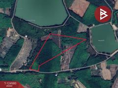 ขายที่ดินพร้อมสวนปาล์ม เนื้อที่ 19 ไร่ 1 งาน หนองเข็ง บึงกาฬ-202510251553351761382415780.jpg