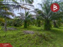 ขายที่ดินพร้อมสวนปาล์ม เนื้อที่ 19 ไร่ 1 งาน หนองเข็ง บึงกาฬ-202510251553371761382417393.jpg