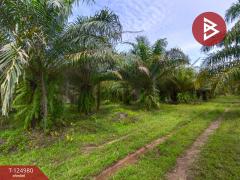 ขายที่ดินพร้อมสวนปาล์ม เนื้อที่ 19 ไร่ 1 งาน หนองเข็ง บึงกาฬ-202510251553371761382417926.jpg