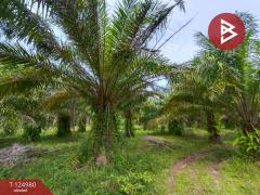 ขายที่ดินพร้อมสวนปาล์ม เนื้อที่ 19 ไร่ 1 งาน หนองเข็ง บึงกาฬ-202510251553381761382418745.jpg