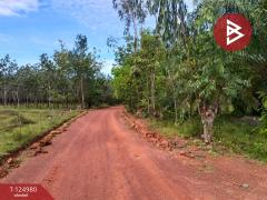 ขายที่ดินพร้อมสวนปาล์ม เนื้อที่ 19 ไร่ 1 งาน หนองเข็ง บึงกาฬ-202510251553391761382419281.jpg