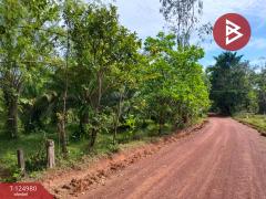 ขายที่ดินพร้อมสวนปาล์ม เนื้อที่ 19 ไร่ 1 งาน หนองเข็ง บึงกาฬ-202510251553391761382419822.jpg