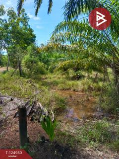 ขายที่ดินพร้อมสวนปาล์ม เนื้อที่ 19 ไร่ 1 งาน หนองเข็ง บึงกาฬ-202510251553401761382420360.jpg