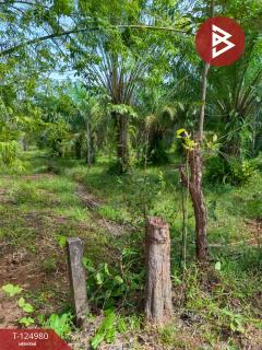 ขายที่ดินพร้อมสวนปาล์ม เนื้อที่ 19 ไร่ 1 งาน หนองเข็ง บึงกาฬ-202510251553401761382420893.jpg