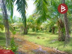 ขายที่ดินพร้อมสวนปาล์ม เนื้อที่ 19 ไร่ 1 งาน หนองเข็ง บึงกาฬ-202510251553411761382421425.jpg