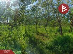 ขายที่ดินพร้อมสวนปาล์ม เนื้อที่ 19 ไร่ 1 งาน หนองเข็ง บึงกาฬ-202510251553411761382421980.jpg