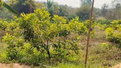 ขายที่ดิน 8 ไร่ 300 ตารางวา โฉนดครุฑแดง ต.ภูหอ อ.ภูหลวง ไร่ละ 170,000 บาท-202510251654461761386086281.jpg