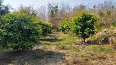 ขายที่ดิน 8 ไร่ 300 ตารางวา โฉนดครุฑแดง ต.ภูหอ อ.ภูหลวง ไร่ละ 170,000 บาท-202510251654551761386095587.jpg