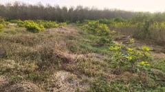 ขายที่ดิน 8 ไร่ 300 ตารางวา โฉนดครุฑแดง ต.ภูหอ อ.ภูหลวง ไร่ละ 170,000 บาท-202510251654571761386097744.jpg