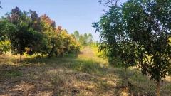 ขายที่ดิน 8 ไร่ 300 ตารางวา โฉนดครุฑแดง ต.ภูหอ อ.ภูหลวง ไร่ละ 170,000 บาท-202510251654581761386098235.jpg