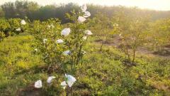 ขายที่ดิน 8 ไร่ 300 ตารางวา โฉนดครุฑแดง ต.ภูหอ อ.ภูหลวง ไร่ละ 170,000 บาท-202510251654581761386098717.jpg