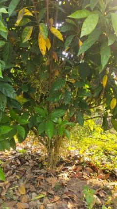 ขายที่ดิน 8 ไร่ 300 ตารางวา โฉนดครุฑแดง ต.ภูหอ อ.ภูหลวง ไร่ละ 170,000 บาท-202510251655061761386106440.jpg