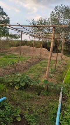 ขายที่ดิน 8 ไร่ 300 ตารางวา โฉนดครุฑแดง ต.ภูหอ อ.ภูหลวง ไร่ละ 170,000 บาท-202510251655061761386106938.jpg