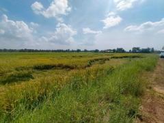 ขายที่ดิน ที่นา บางคล้า ฉะเชิงเทรา ขนาด 6-3-22ไร่  มีน้ำ มีไฟฟ้า มีเพื่อนบ้าน  หน้ากว้าง  110เมตร เดินทางสะดวก  ใกล้ถนน 304  ถนน3121 สายบางคล้า -แปลงยาว ใกล้ตลาดบางคล้า  