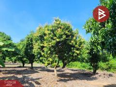 ขายที่ดินสวนมะม่วง เนื้อที่ 2 ไร่ 2 งาน 3 ตารางวา โครงการบ้านสวนโพธิ์ทอง สุพรรณบุรี-202510261206191761455179802.jpg