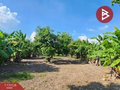 ขายที่ดินสวนมะม่วง เนื้อที่ 2 ไร่ 2 งาน 3 ตารางวา โครงการบ้านสวนโพธิ์ทอง สุพรรณบุรี-202510261206201761455180400.jpg