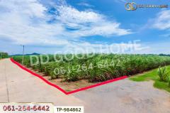 TP-984862 ที่ดินท่าม่วง 22 ไร่ 14 ตร.ว. กาญจนบุรี ใกล้โรงพยาบาลส่งเสริมสุขภาพตำบลนพกิจโกศล-202510261406161761462376736.jpg