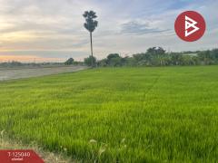 ขายที่ดิน เนื้อที่ 15 ไร่ ศรีประจันต์ สุพรรณบุรี-202510270909121761530952102.jpg