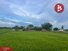 ขายที่ดิน เนื้อที่ 15 ไร่ ศรีประจันต์ สุพรรณบุรี-202510270909131761530953140.jpg