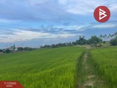 ขายที่ดิน เนื้อที่ 15 ไร่ ศรีประจันต์ สุพรรณบุรี-202510270909131761530953667.jpg