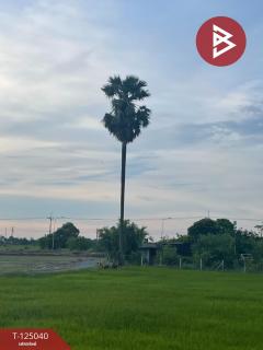 ขายที่ดิน เนื้อที่ 15 ไร่ ศรีประจันต์ สุพรรณบุรี-202510270909141761530954201.jpg