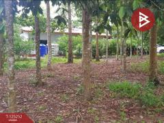 ขายที่ดิน เนื้อที่ 1 งาน 91 ตร.วา หนองบัว จันทบุรี-202510271020391761535239502.jpg