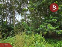 ขายที่ดิน เนื้อที่ 1 งาน 91 ตร.วา หนองบัว จันทบุรี-202510271020431761535243224.jpg