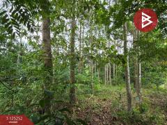 ขายที่ดิน เนื้อที่ 1 งาน 91 ตร.วา หนองบัว จันทบุรี-202510271020431761535243768.jpg