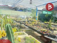 ขายบ้านเดี่ยวพร้อมที่ดิน เนื้อที่ 2 งาน สันทราย เชียงใหม่-202510271205561761541556718.jpg