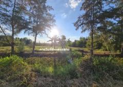 ขาย ที่ดิน ชุมชนบ้านวัด ฝั่งตะวันออก ห่าง ถ.มิตรภาพ 190 ม. ต.เทพาลัย อ.คง จ.นครราชสีมา 17 ไร่ 1 งาน 26 ตรว ใกล้พื้นที่พืชสวนโลก ปี 2572.-202510271312391761545559420.jpg