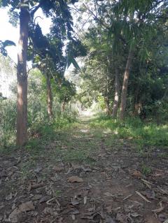 ขายที่ดินเปล่า 1 ไร่ 61 ตร.วา ติดคลองชลประทาน ทำเลดี ใกล้ถนนแสงชูโต อ.ท่ามะกา จ.กาญจนบุรี เพียง 950,000 บาท-202510271410221761549022232.jpg