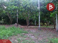 ขายที่ดิน เนื้อที่ 49 ไร่ 79.3 ตร.วา ท่าช้าง จันทบุรี-202510271550391761555039793.jpg