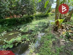 ขายที่ดิน เนื้อที่ 1 งาน 66 ตร.วา อัมพวา สมุทรสงคราม-202510271600191761555619445.jpg