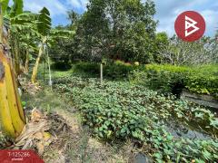 ขายที่ดิน เนื้อที่ 1 งาน 66 ตร.วา อัมพวา สมุทรสงคราม-202510271600201761555620018.jpg