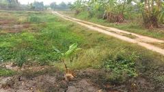 ขายที่ดินท่าไข่ 4 ไร่ 2 งาน จ.ฉะเชิงเทรา ที่ดินเพื่อการลงทุน ที่ดินเผื่อการเกษตร เจ้าของขายเอง -202510271622181761556938268.jpg