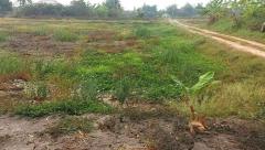 ขายที่ดินท่าไข่ 4 ไร่ 2 งาน จ.ฉะเชิงเทรา ที่ดินเพื่อการลงทุน ที่ดินเผื่อการเกษตร เจ้าของขายเอง -202510271623291761557009962.jpg