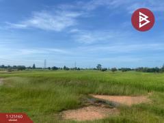 ขายที่ดิน เนื้อที่ 8 ไร่ บ้านไผ่ ขอนแก่น-202510271740121761561612561.jpg