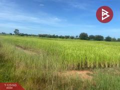 ขายที่ดิน เนื้อที่ 8 ไร่ บ้านไผ่ ขอนแก่น-202510271740181761561618353.jpg