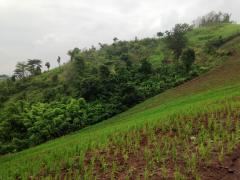 ขายบ้านพร้อมที่ดิน 7 ไร่ เนี้อที่ใช้สอย 700 ตร.มอยู่ตำบลแคมป์สน อำเภอเขาค้อ-202510272150431761576643874.jpg