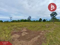 ขายที่ดิน เนื้อที่ 8 ไร่ 2 งาน 51 ตร.วา หาดคำ หนองคาย-202510281000511761620451442.jpg