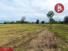 ขายที่ดิน เนื้อที่ 8 ไร่ 2 งาน 51 ตร.วา หาดคำ หนองคาย-202510281000541761620454316.jpg