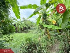 ขายที่ดิน เนื้อที่ 99 ตร.วา บางบัวทอง นนทบุรี-202510281017501761621470516.jpg