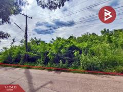 ขายที่ดิน เนื้อที่ 3 งาน 97.6 ตร.วา มีชัย หนองคาย-202510281116301761624990181.jpg