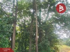 ขายที่ดิน เนื้อที่ 14 ไร่ 1 งาน 74 ตร.วา หันคา ชัยนาท-202510281224271761629067434.jpg