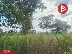 ขายที่ดิน เนื้อที่ 14 ไร่ 1 งาน 74 ตร.วา หันคา ชัยนาท-202510281224311761629071222.jpg