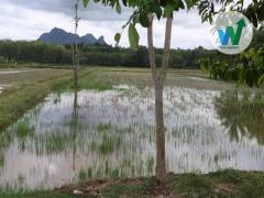 ขายที่ดิน ควนขนุน พัทลุง เดินทางไปในเมืองพัทลุง 27 กิโลเมตร-202510281440011761637201225.jpg