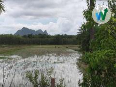 ขายที่ดิน ควนขนุน พัทลุง เดินทางไปในเมืองพัทลุง 27 กิโลเมตร-202510281440011761637201715.jpg