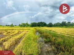 ขายที่ดินแปลงใหญ่ เนื้อที่ 44 ไร่ 2 งาน หนองฉาง อุทัยธานี-202510291511531761725513501.jpg